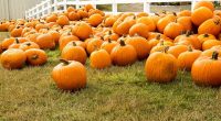 Nelson’s annual pumpkin patch is happening on Wednesday, November 21.  Please remember to bring a bag for your pumpkin and a reusable cup.